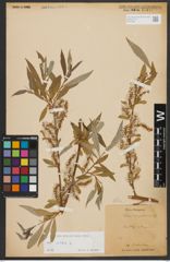 Foto von Salix alba L.